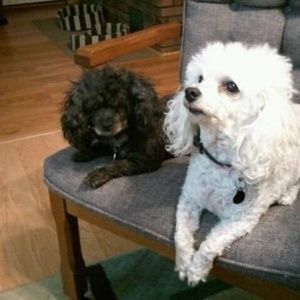 Meet your Posher, Barbara